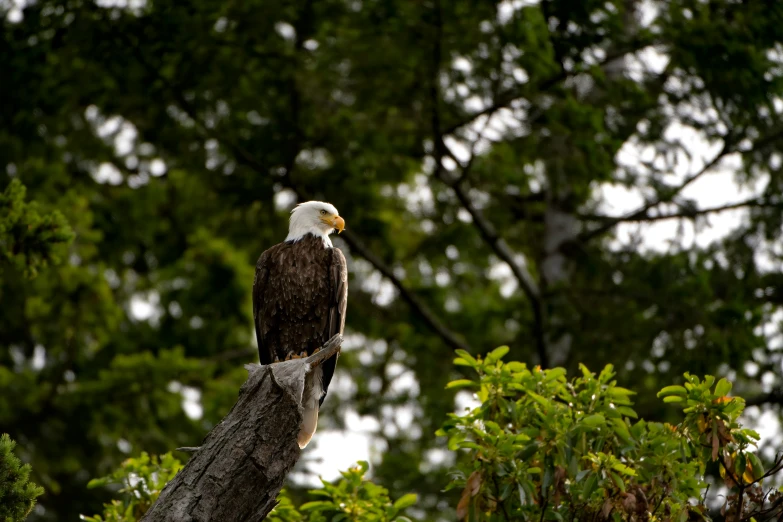 a bald eagle perched on a fallen tree nch