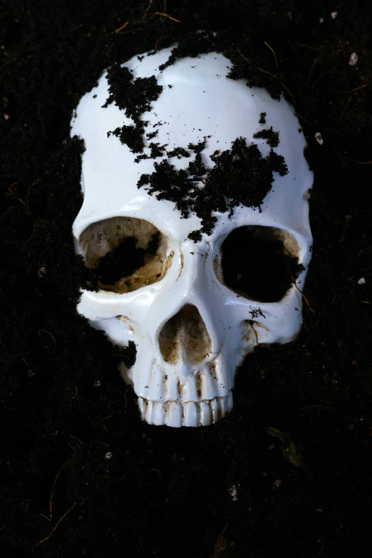 the skull of an adult on top of the dirt