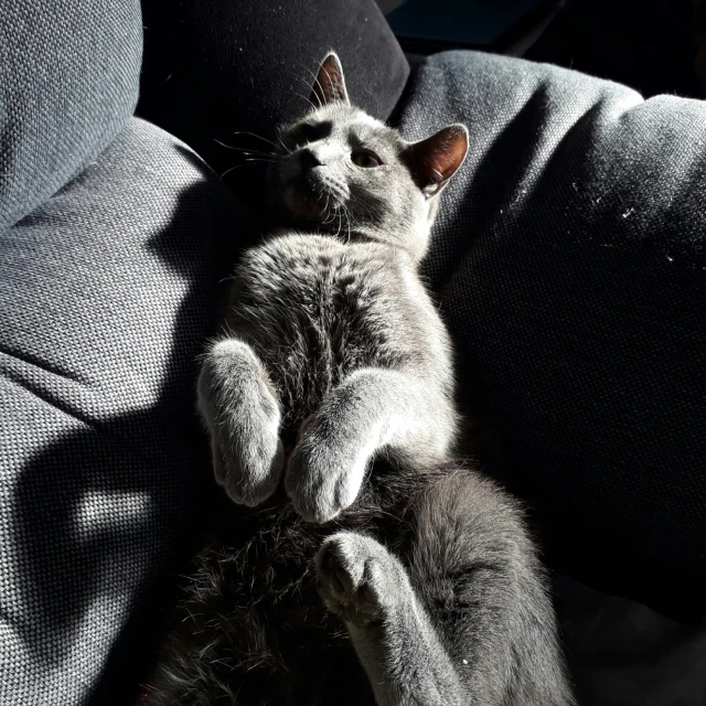 a cat that is laying down on its back