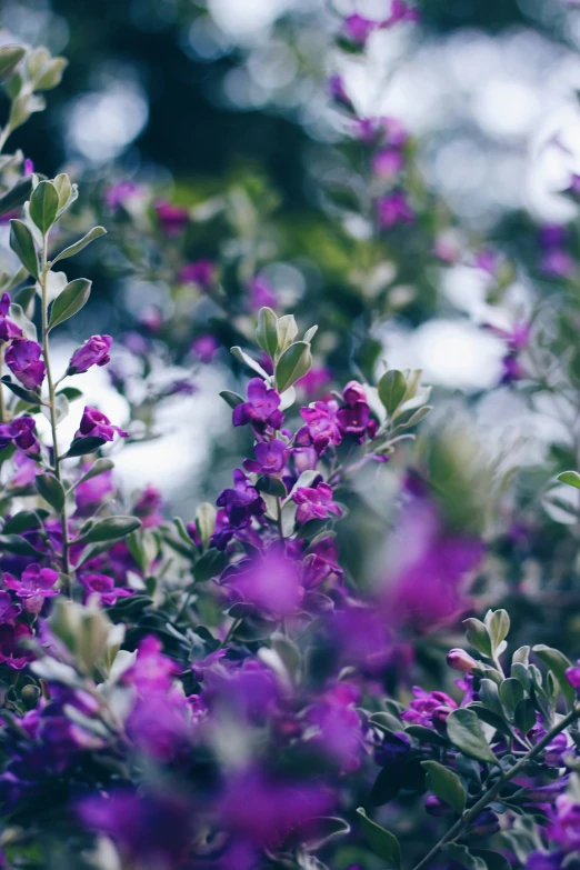 some purple and white flowers near one another