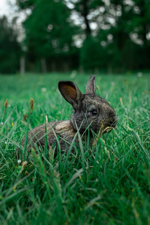 small rabbit sitting in a grassy field with trees in the background