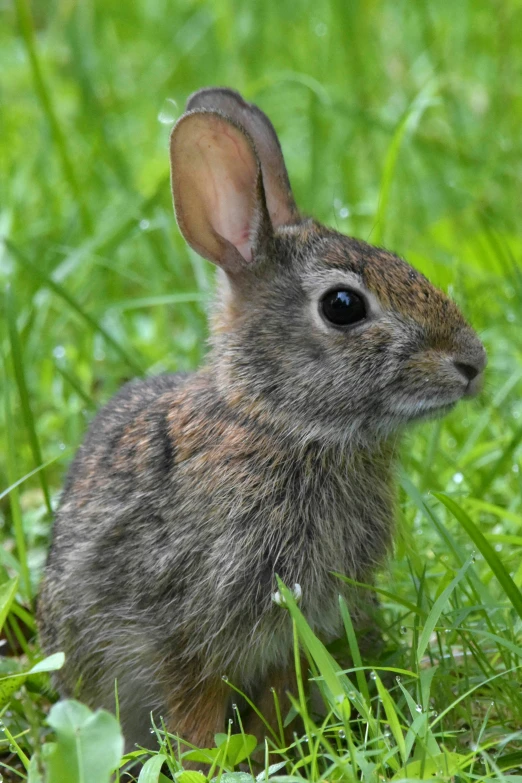 a baby rabbit sitting on the grass