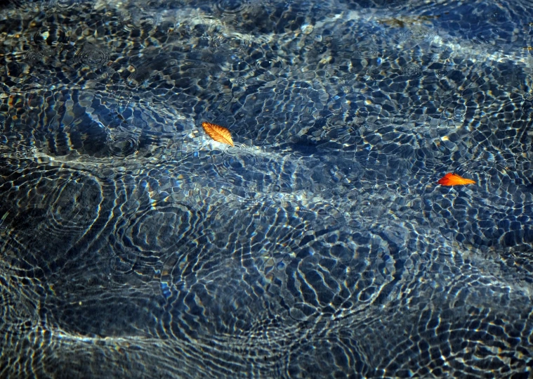 a yellow leaf floating on top of water