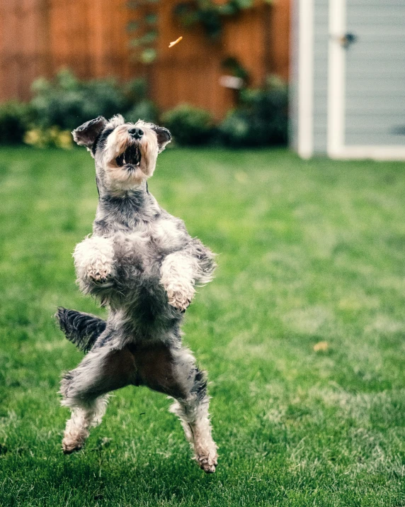 an image of a dog playing frisbee in the yard