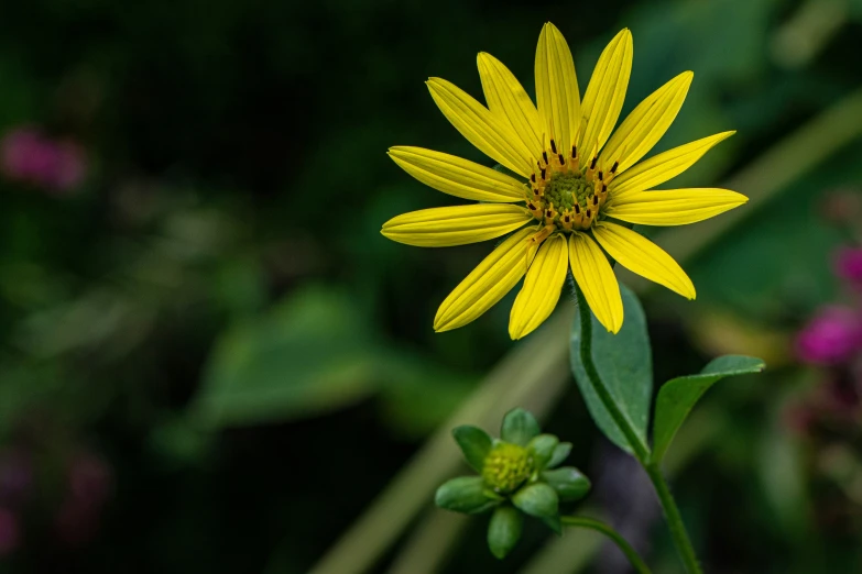 yellow flower with green leaves on a plant