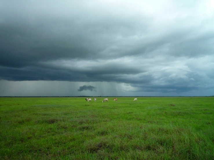 four horses on a field under a dark cloudy sky