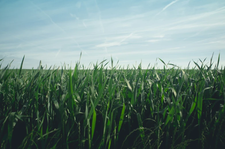 green grass with blue sky in the background