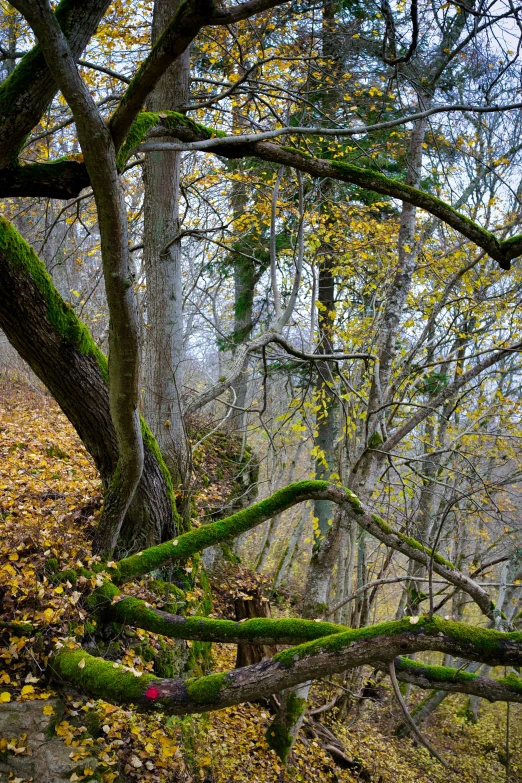 some mossy trees and leaves with yellow and green colors