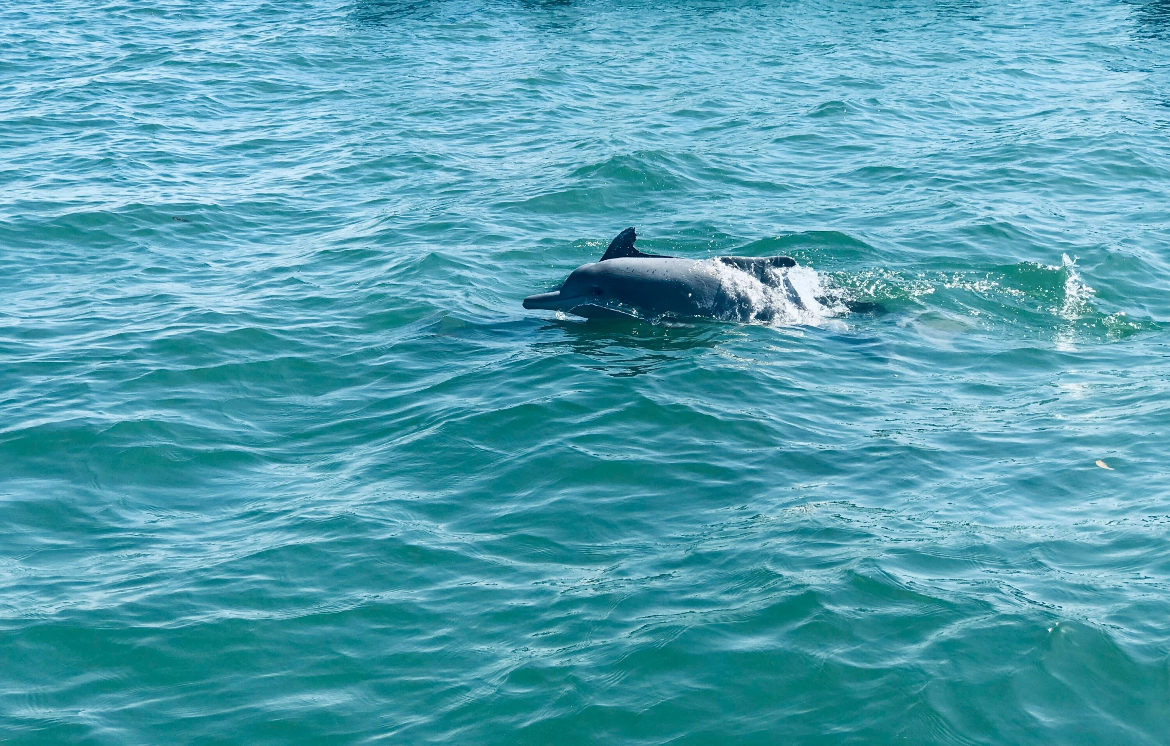 a dolphin swimming in the ocean off of shore