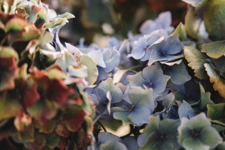 some small blue flowers are growing next to each other