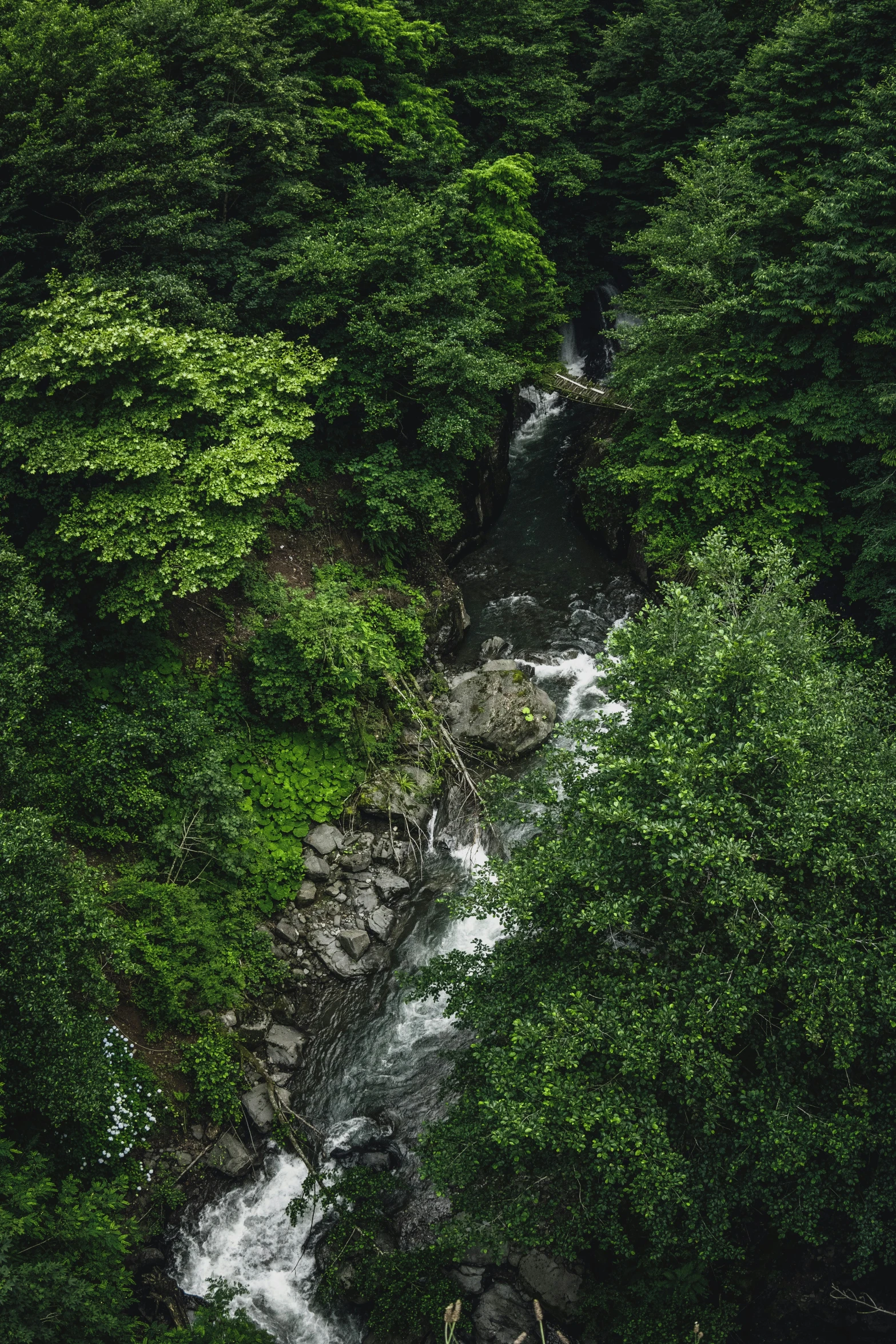 waterfall surrounded by trees and flowing stream