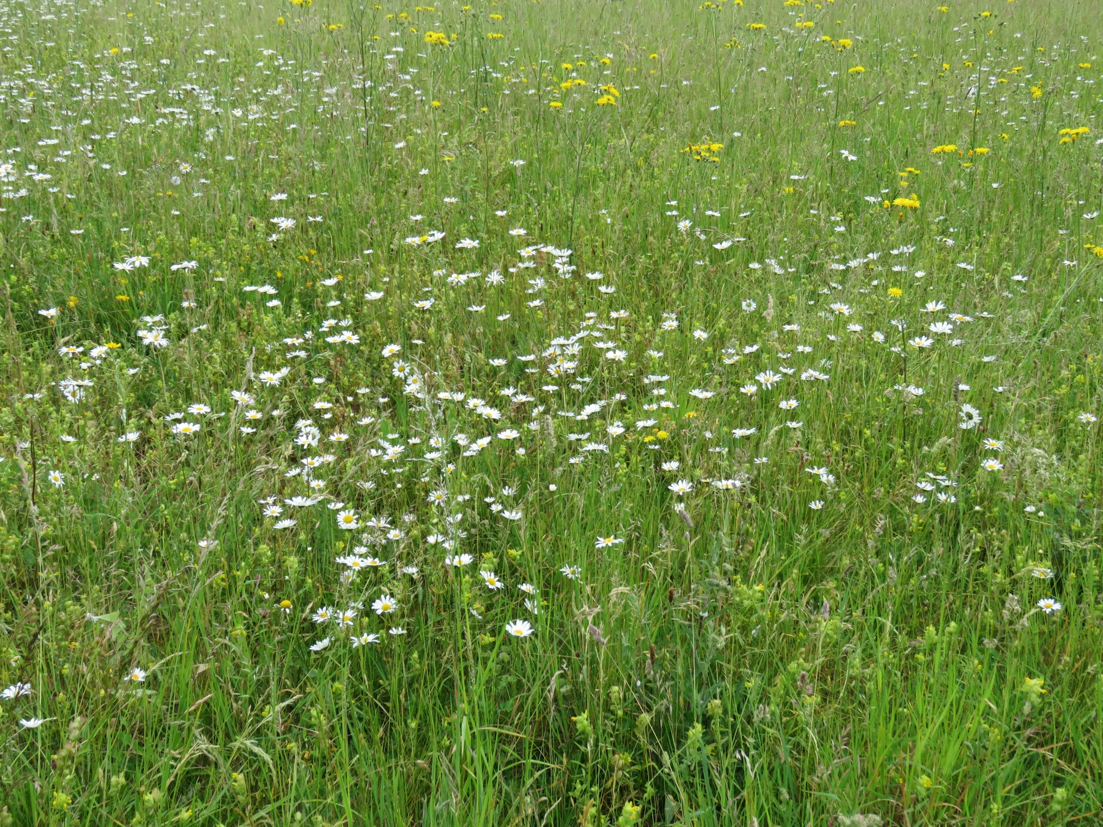 a man in the meadow, is riding a horse