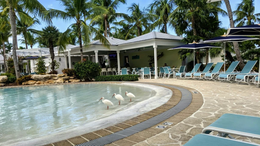 four white birds stand near the swimming pool