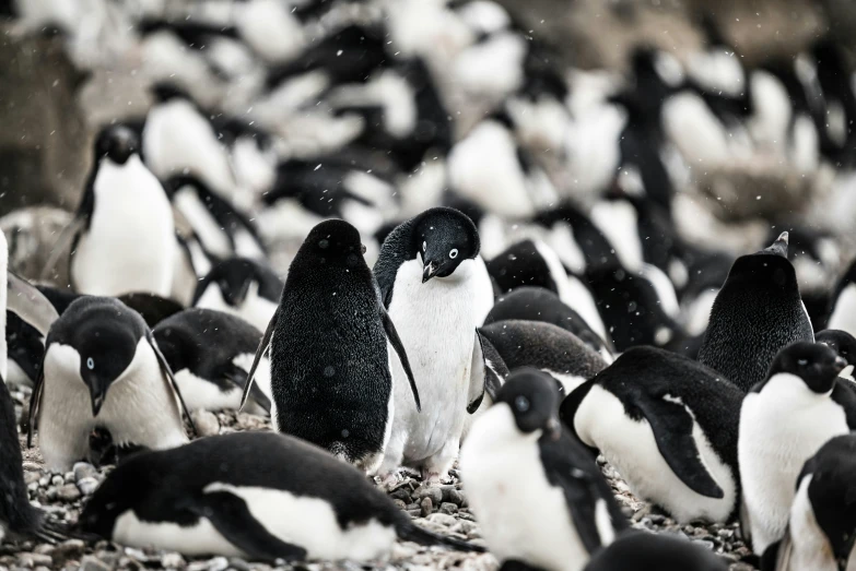 a flock of penguins stand on a bed of gravel and gravel