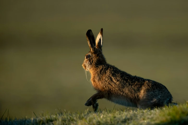 a rabbit standing up with his front  out