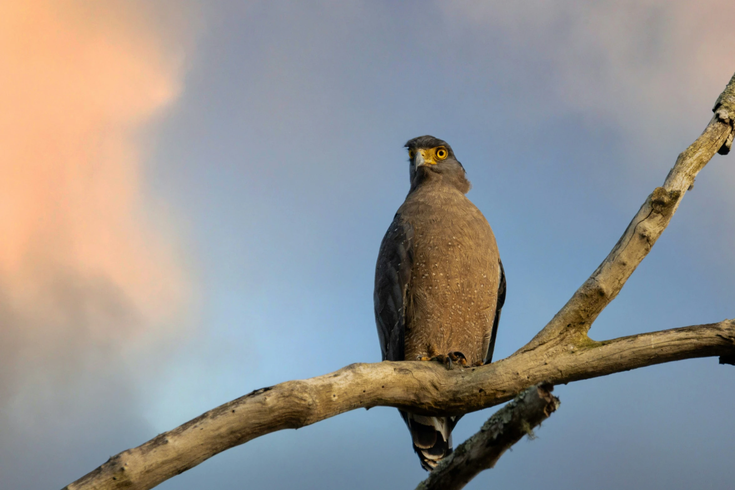 a bird perched on top of a nch