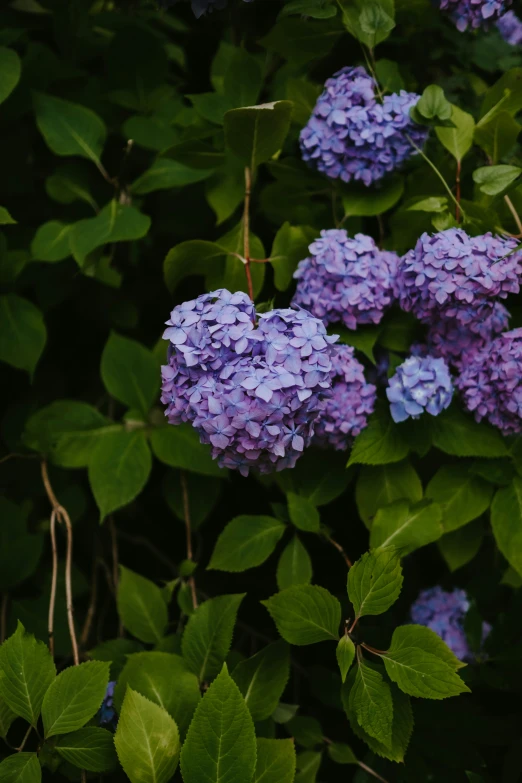 a flower growing up against green leaves