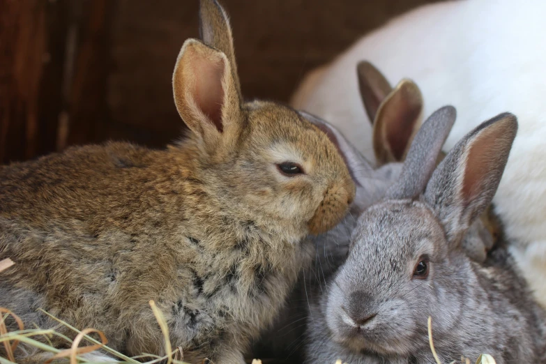 a bunny and a small rabbit in their pen