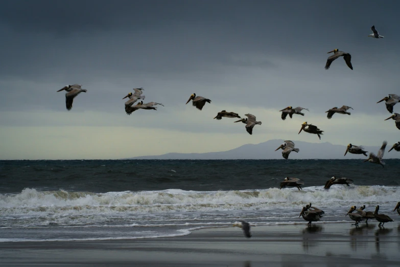 a large flock of birds are flying low over the ocean