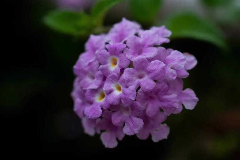 some purple flowers are blooming in the dark