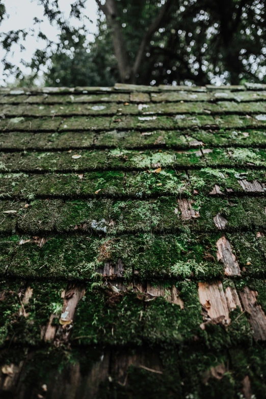 mossy, ed roof tiles on a building with trees in the background