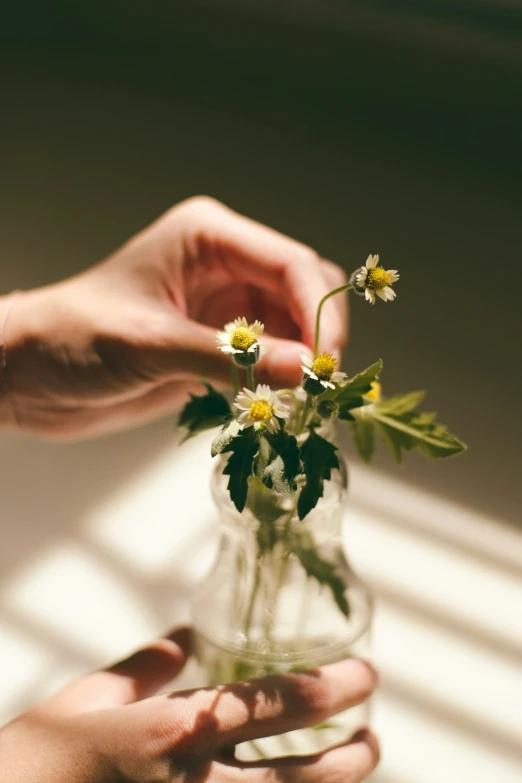 two hands are holding flowers in a small vase