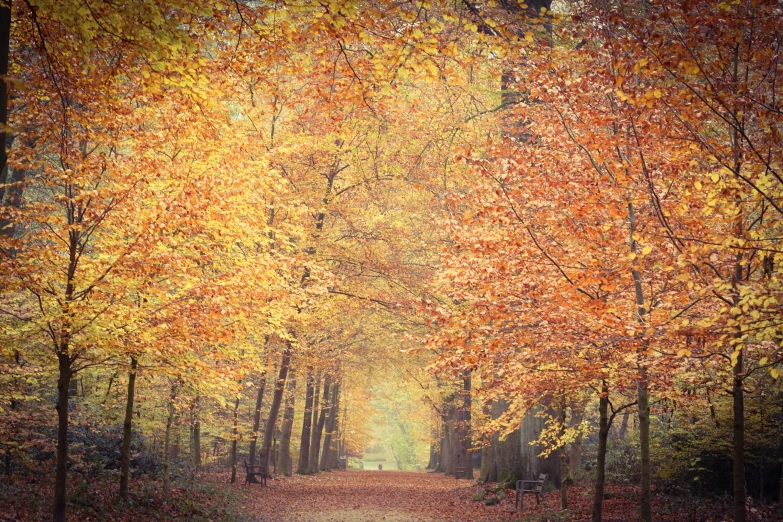 there is a painting of a path in the woods