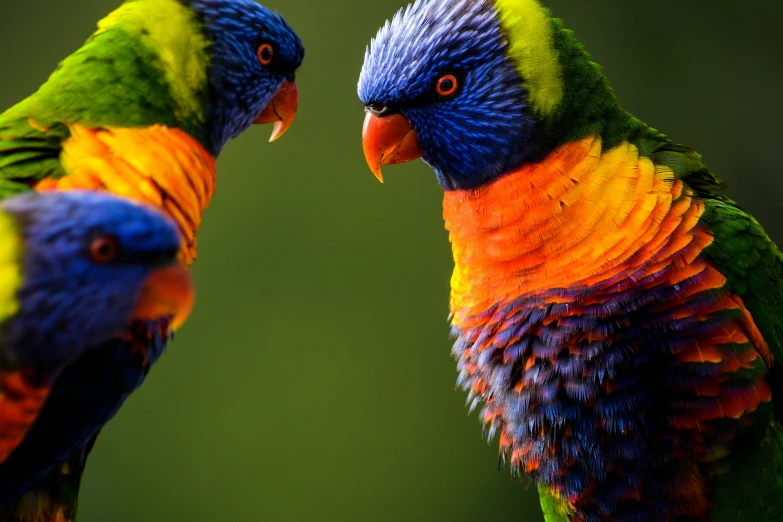 two colorful parrots are standing side by side