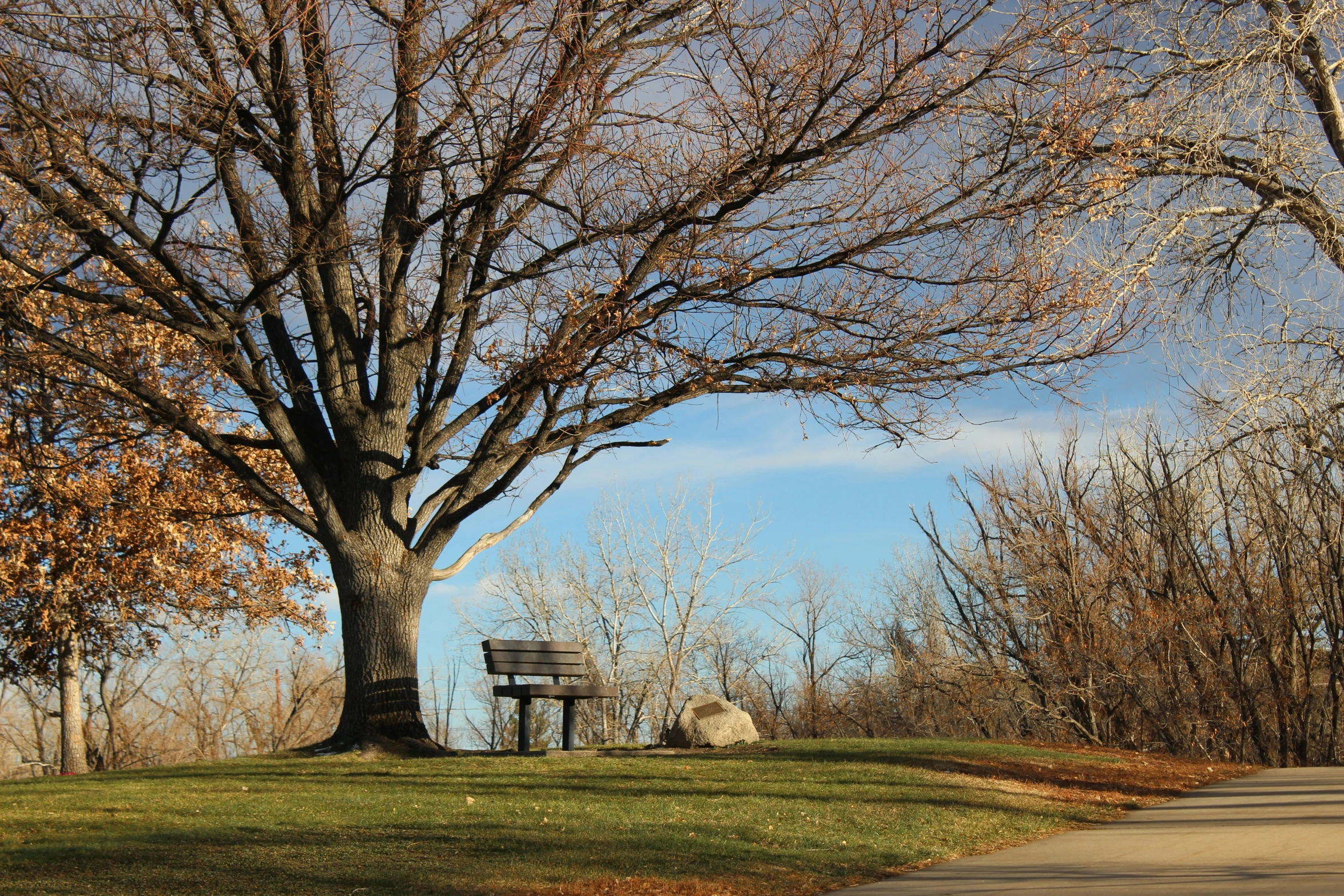 a bench under the tree on a beautiful day