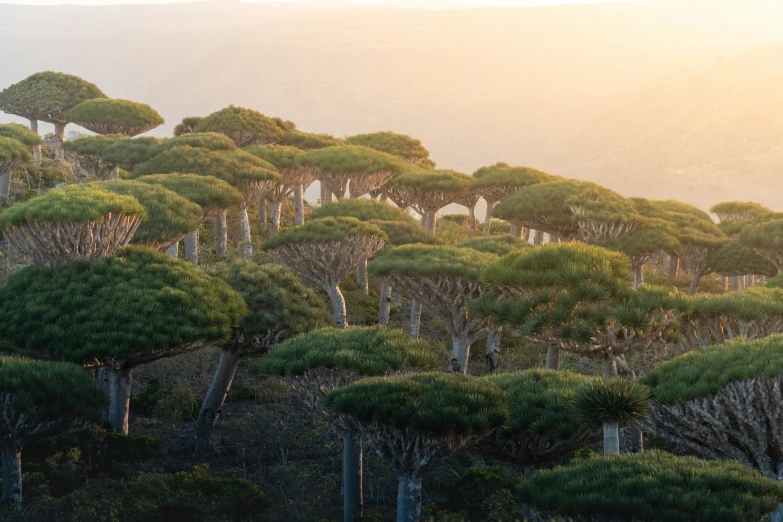 a number of trees near one another near water