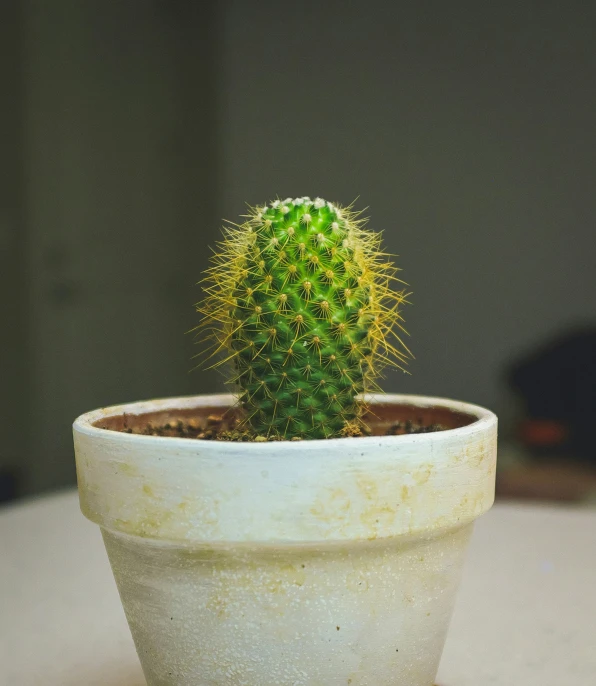 a green cactus is sitting in a white pot