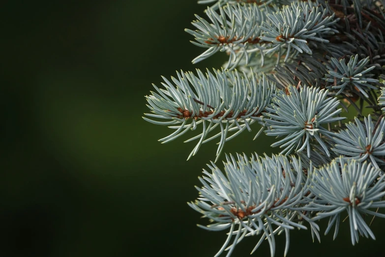 closeup view of green and blue leaves on a pine