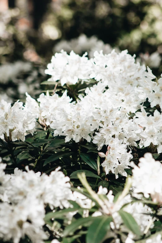 white flowers stand out among green leaves and tree nches
