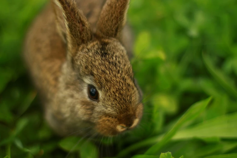 a small brown rabbit sitting in the grass