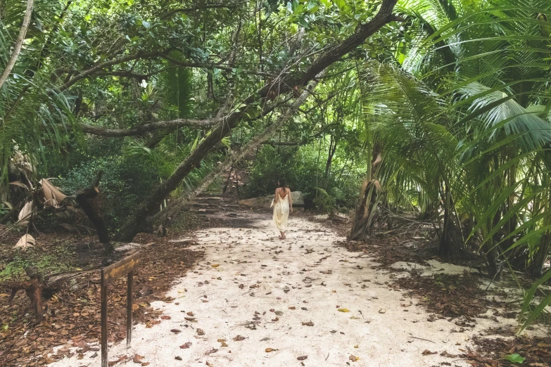 a dog is walking along a path between some green trees