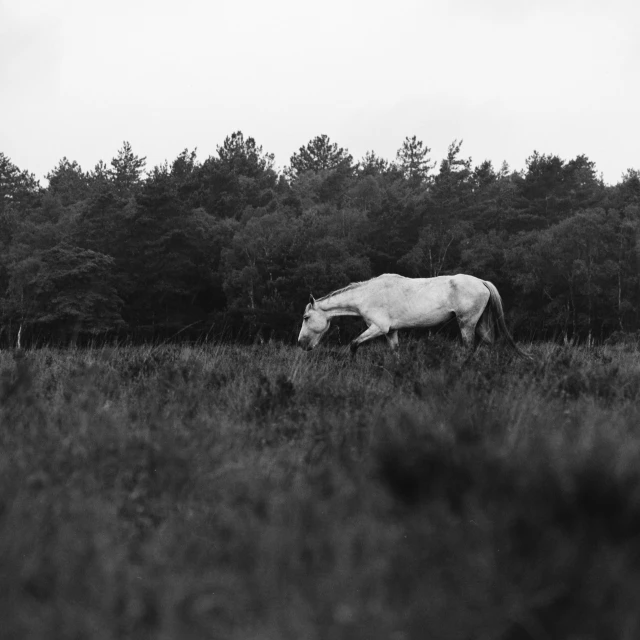 horse walking through field with trees in back