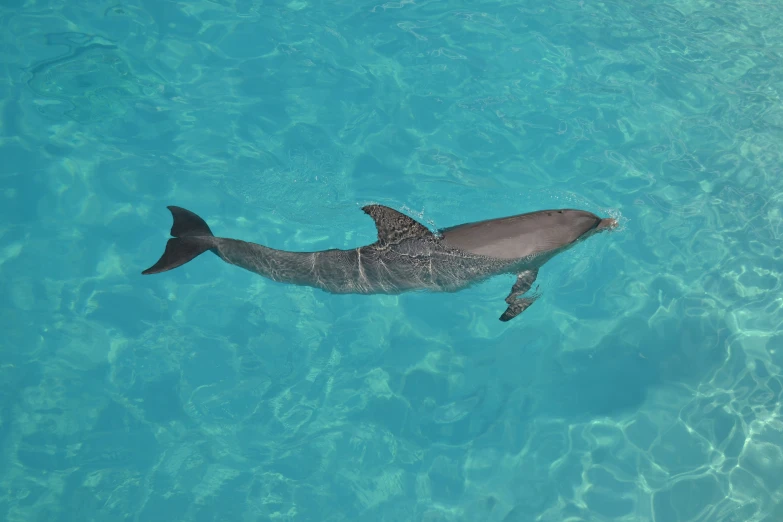 a dolphin swimming in blue water with no head