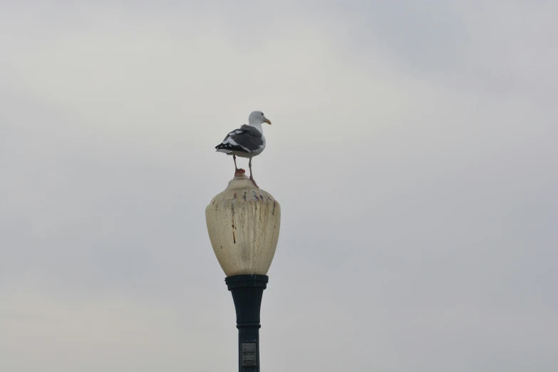 a seagull sits on top of a street light pole