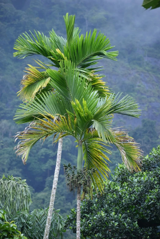 the palm tree is very tall in the jungle
