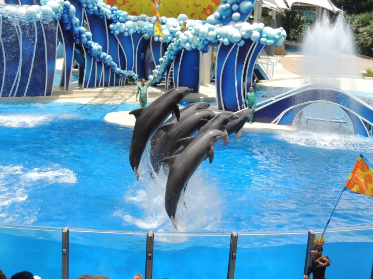 two dolphin swimming in the water at the dolphin show