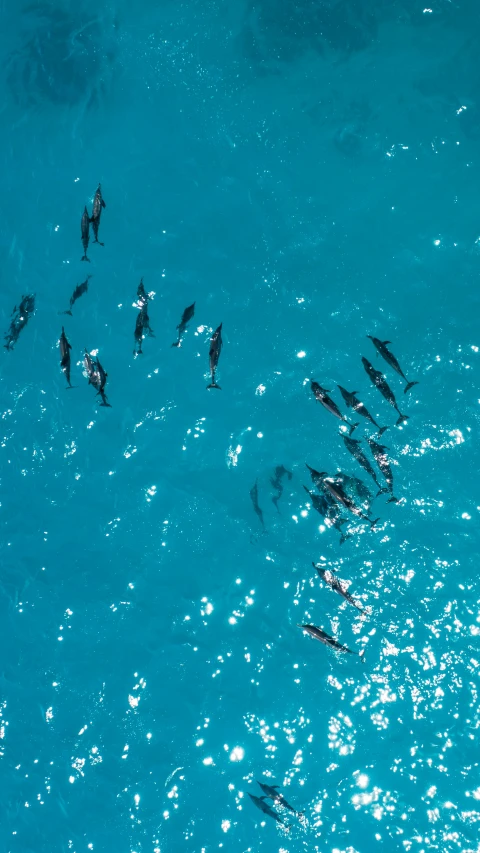 group of animals in open blue water with sun reflecting on the water