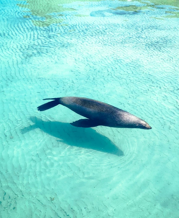 there is a sea lion swimming in the ocean water