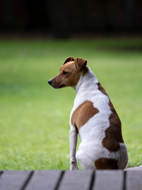 a brown and white dog sitting on top of a brick patio