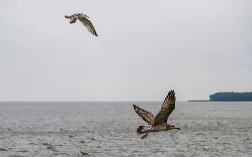 two large birds flying above the ocean