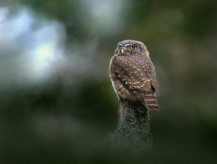 an owl sits on a tree limb