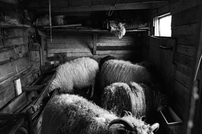 black and white pograph of sheep inside a barn