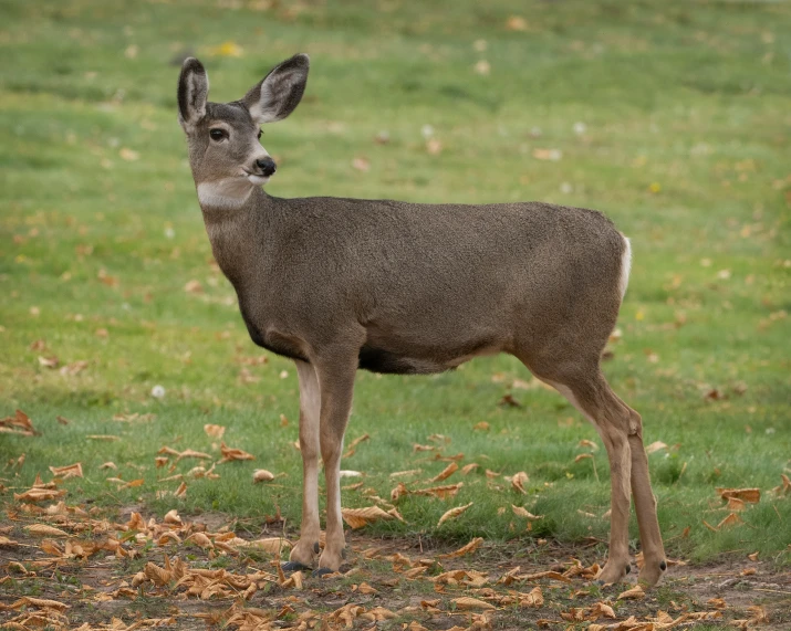 a close up of a small antelope standing in a field