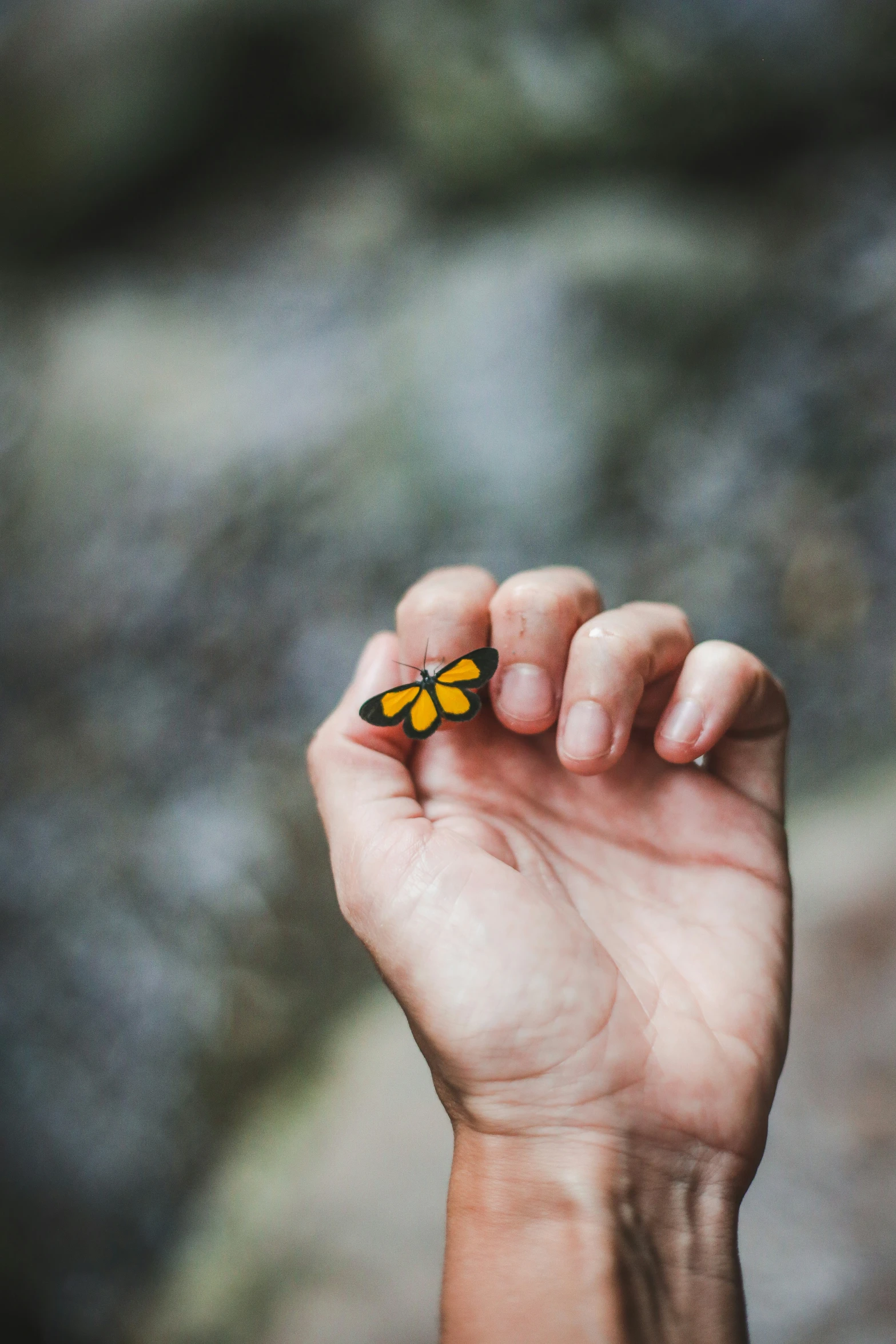 someone holds a erfly in their hand