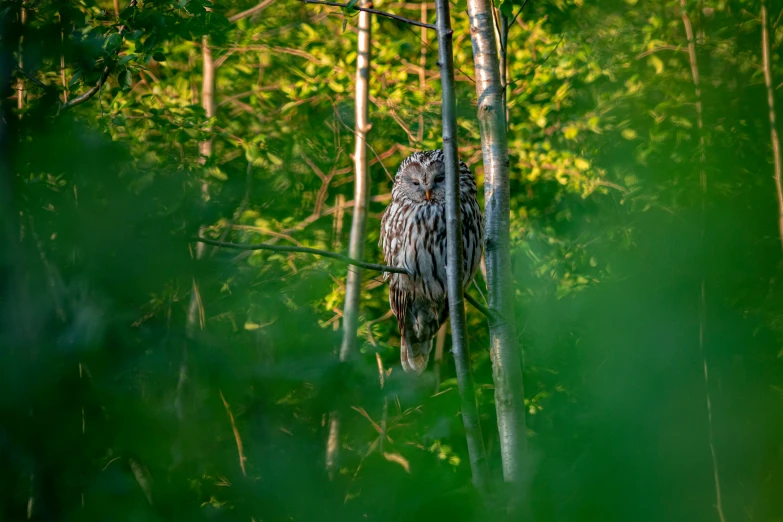 an owl perches in the tall green trees