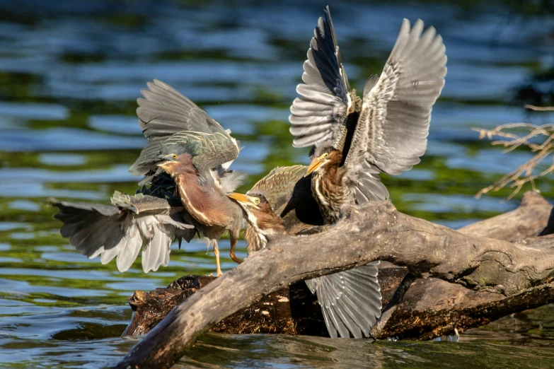 two birds fighting in the water on a tree limb